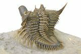 Amazing, Tower Eyed Erbenochile Trilobite - Morocco #316435-4